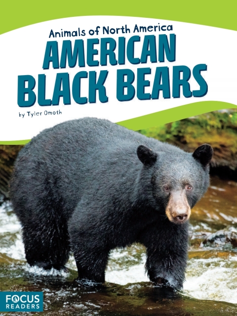 American Black Bears 