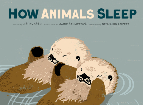 Cover image for book How Animals Sleep