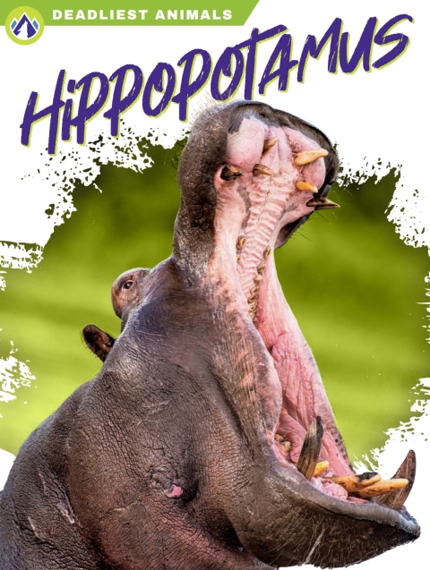 Hippopotamus 