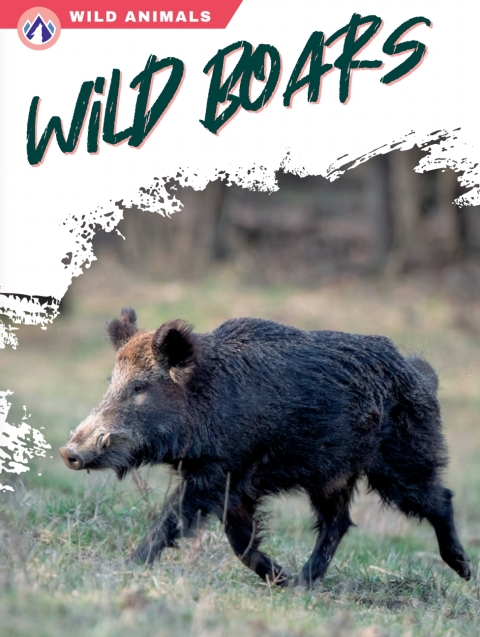 Wild Boars 