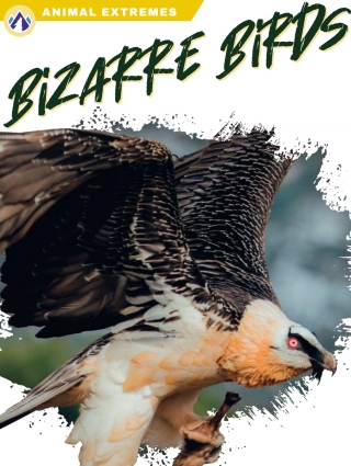 Bizarre Birds