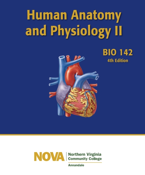 Cover image for book Custom: Ebook: Annandale A&PII LM REV3