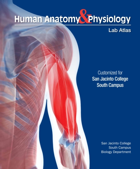 Cover image for book Custom: Ebook: San Jacinto Clg South A&P Atlas