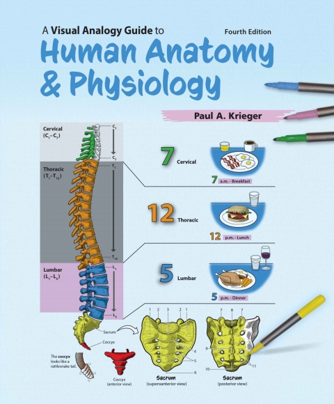 Cover image for book A Visual Analogy Guide to Human Anatomy and Physiology