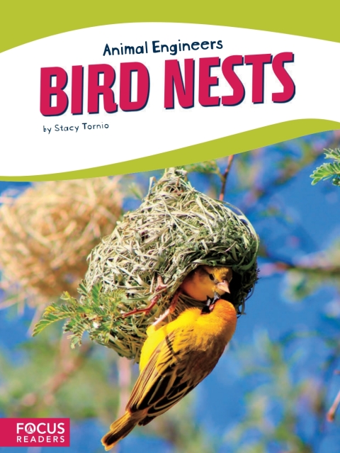 Bird Nests 