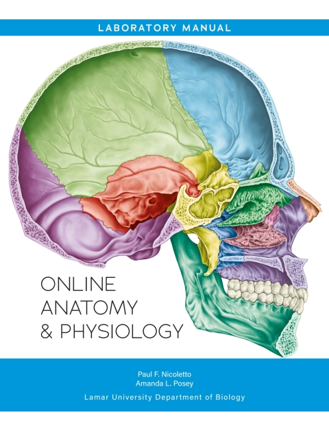 Cover image for book Online Anatomy & Physiology