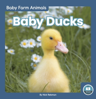 Baby Ducks