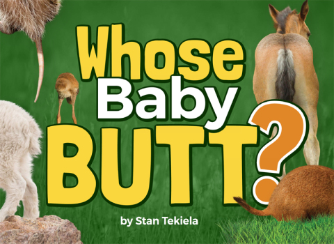 Cover image for book Whose Baby Butt?