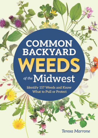 Common Backyard Weeds of the Midwest