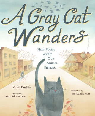 A Gray Cat Wanders