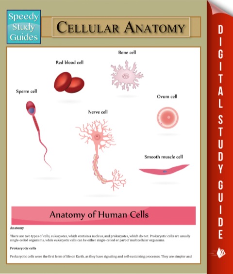 Cover image for book Cellular Anatomy