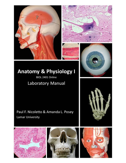 Cover image for book Anatomy and Physiology II; Online Course