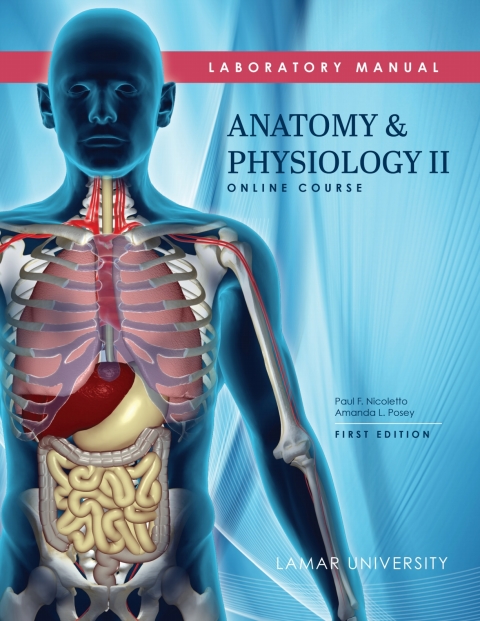 Cover image for book Anatomy and Physiology II; Online Course
