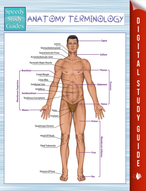 Cover image for book Anatomy Terminology (Speedy Study Guides)