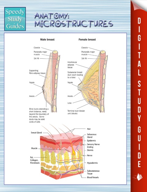 Cover image for book Anatomy