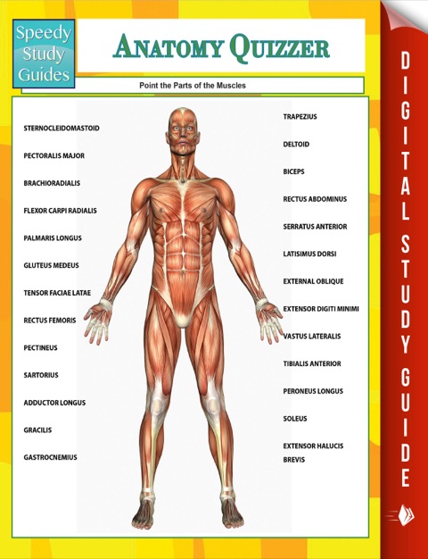 Cover image for book Anatomy Quizzer (Speedy Study Guides)