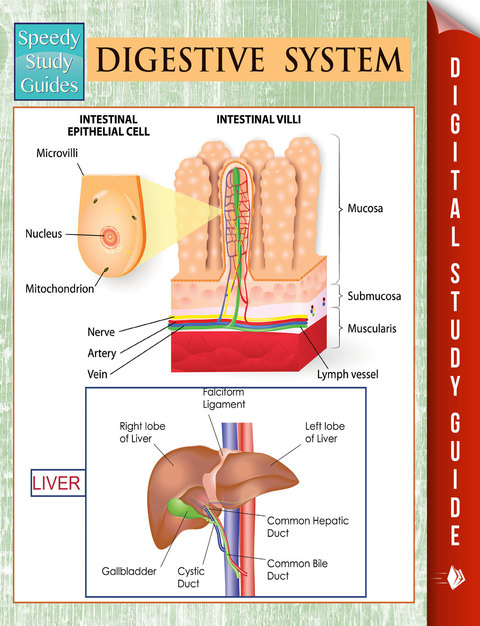 Cover image for book Digestive System (Speedy Study Guides)