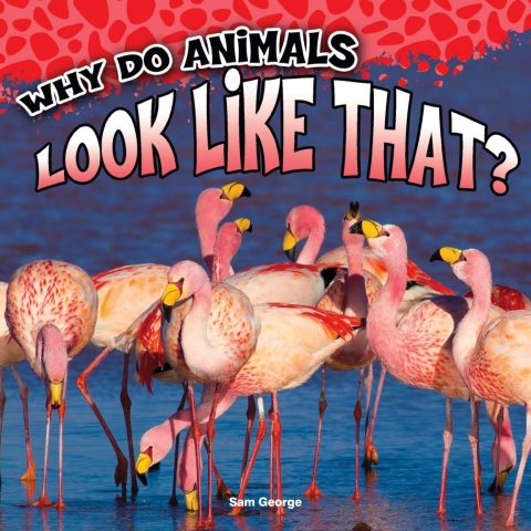 Cover image for book Why Do Animals Look Like That?