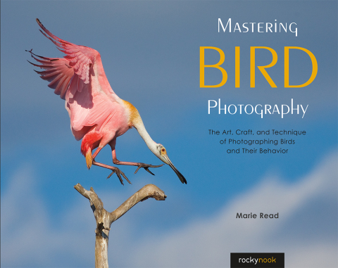 Cover image for book Mastering Bird Photography