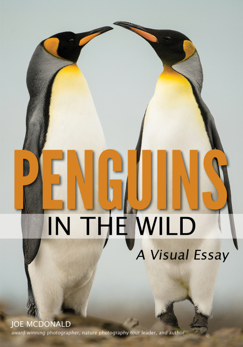Cover image for book Penguins in the Wild