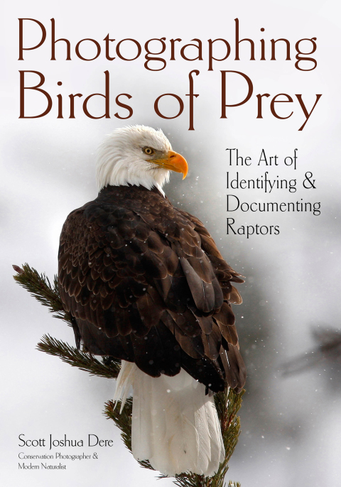 Cover image for book Photographing Birds of Prey