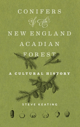 Conifers of the New England–Acadian Forest
