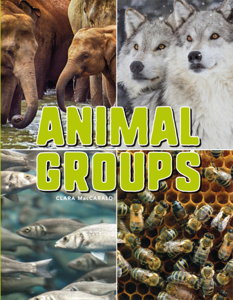 Cover image for book Animal Groups
