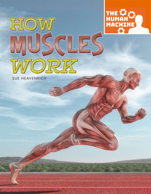 Cover image for book How Muscles Work