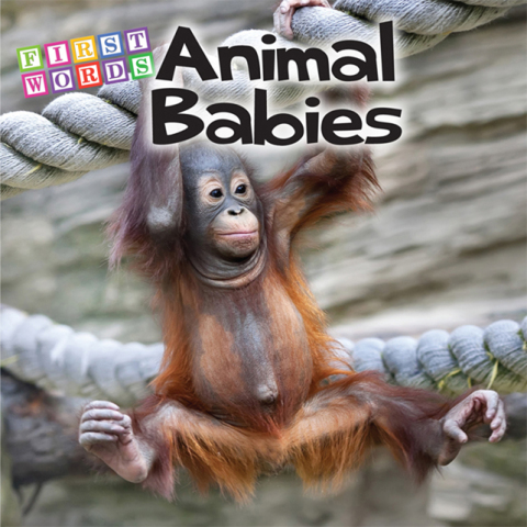 Cover image for book Animal Babies