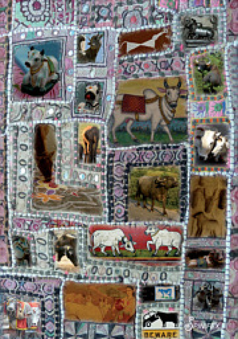Cover image for book Cow