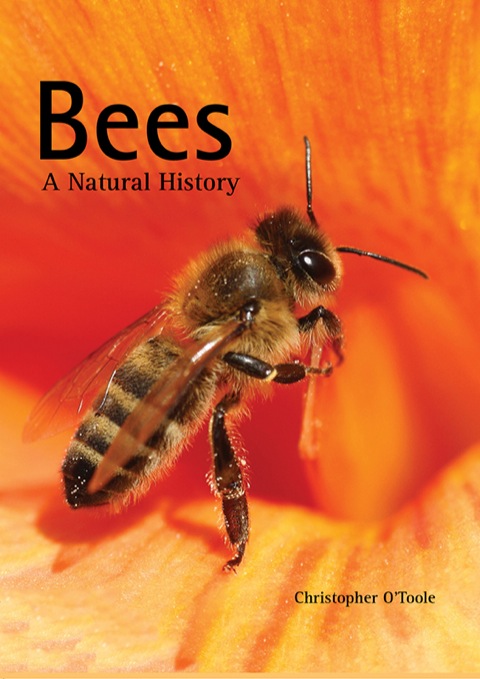 Cover image for book Bees