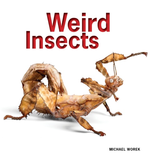 Cover image for book Weird Insects