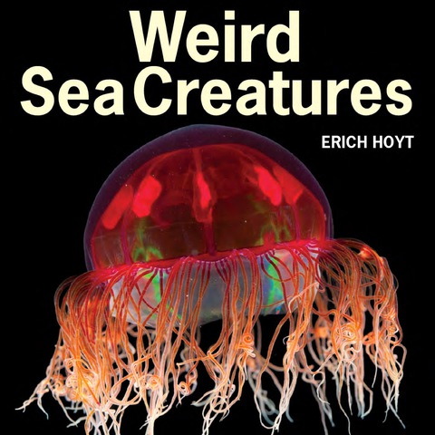 Cover image for book Weird Sea Creatures
