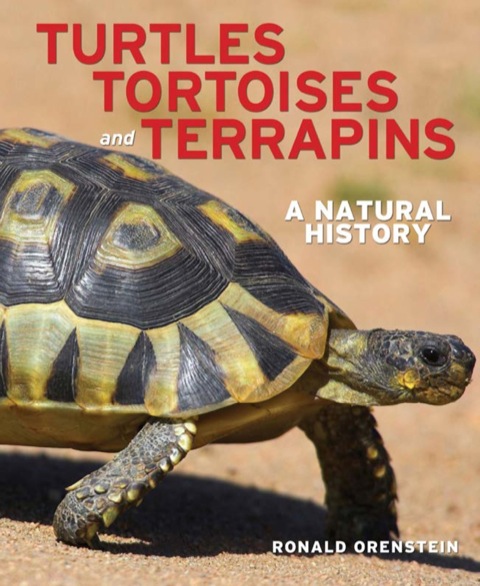 Cover image for book Turtles, Tortoises and Terrapins