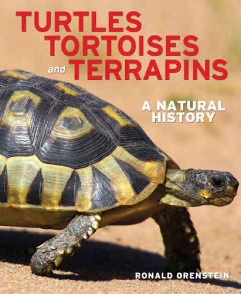 Cover image for book Turtles, Tortoises and Terrapins