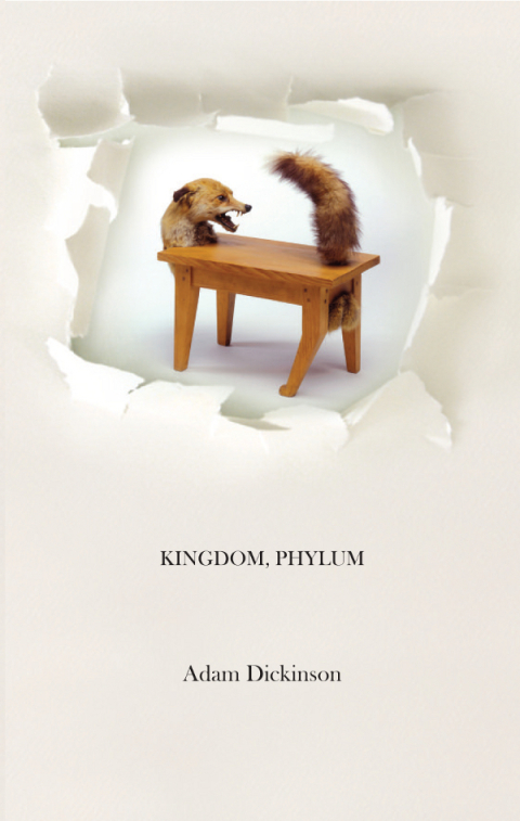 Cover image for book Kingdom, Phylum