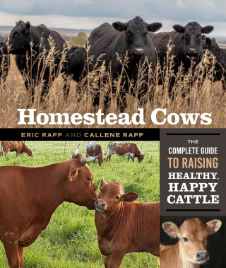 Homestead Cows
