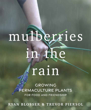 Mulberries in the Rain