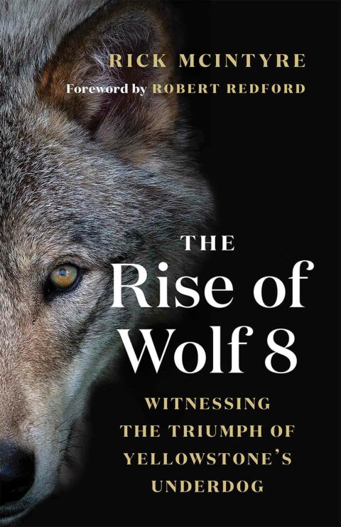Cover image for book The Rise of Wolf 8