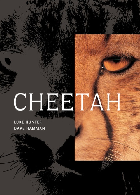 Cover image for book Cheetah
