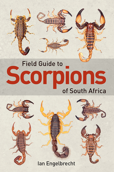 Cover image for book Field Guide to Scorpions of South Africa