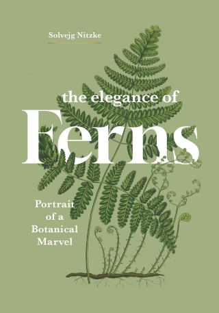 The Elegance of Ferns