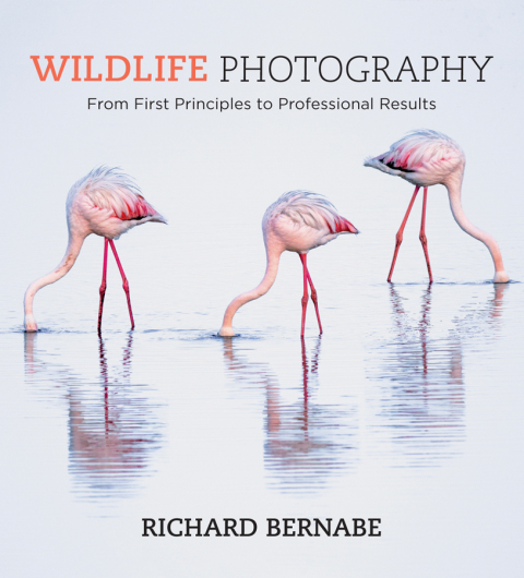 Cover image for book Wildlife Photography