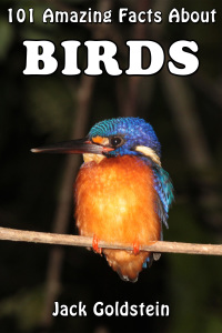 Titelbild: 101 Amazing Facts About Birds 1st edition 9781785381836