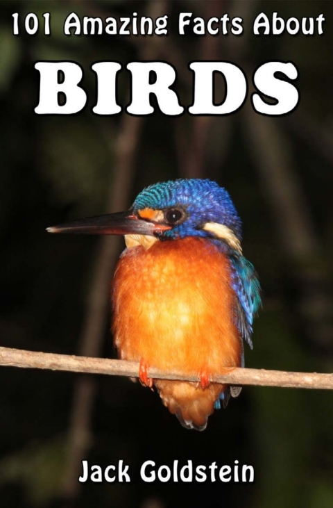 Cover image for book 101 Amazing Facts About Birds