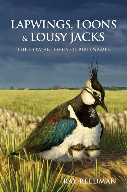 Lapwings, Loons and Lousy Jacks 