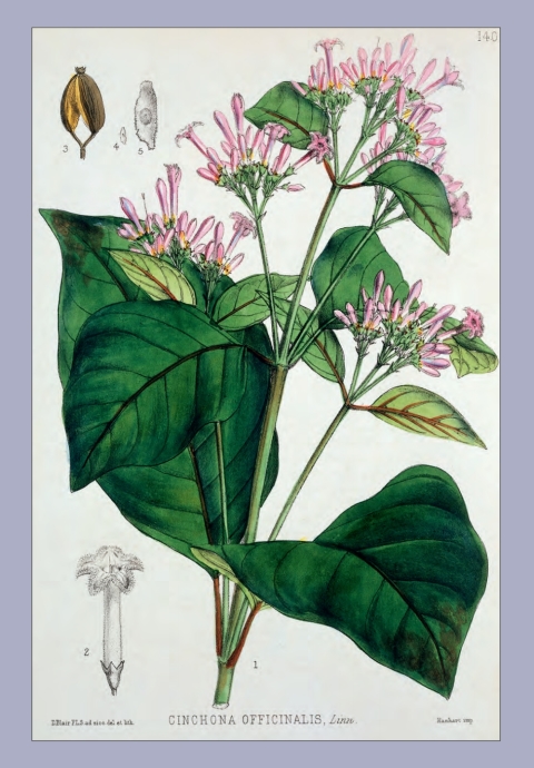 Medicinal Plants of the World 