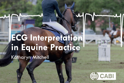 ECG Interpretation in Equine Practice 