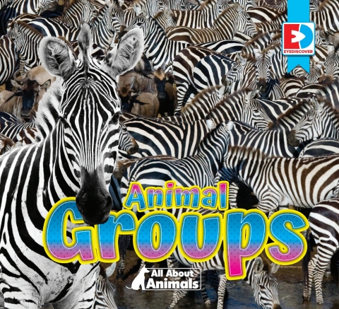 Cover image for book All About Animals - Animal Groups