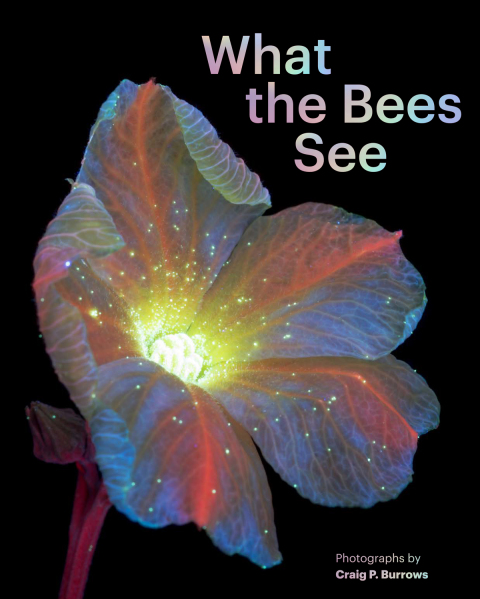 Cover image for book What the Bees See